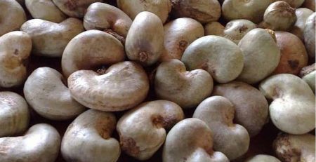 Hạt điều thô - Raw cashew nut